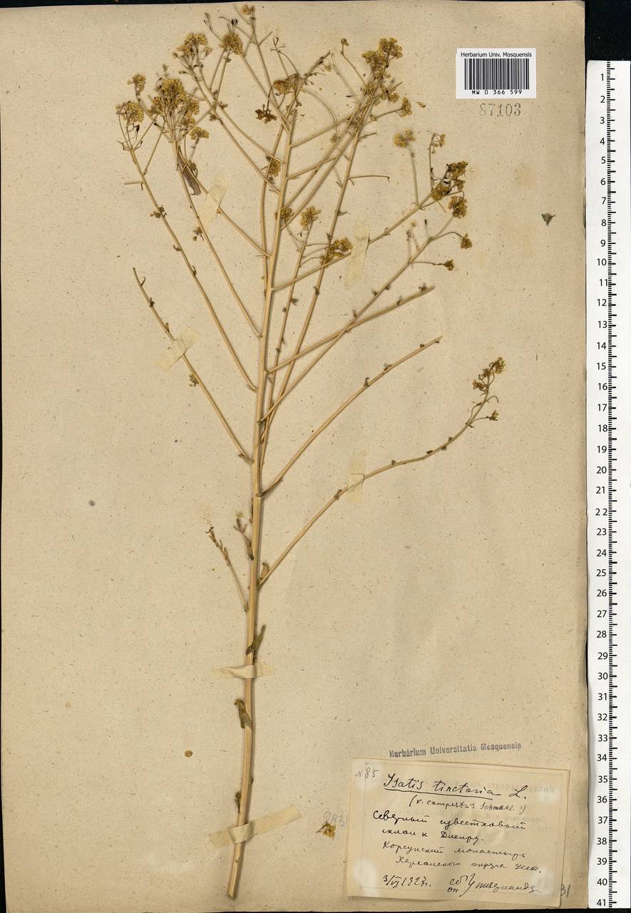 Isatis tinctoria L., Eastern Europe, South Ukrainian region (E12) (Ukraine)