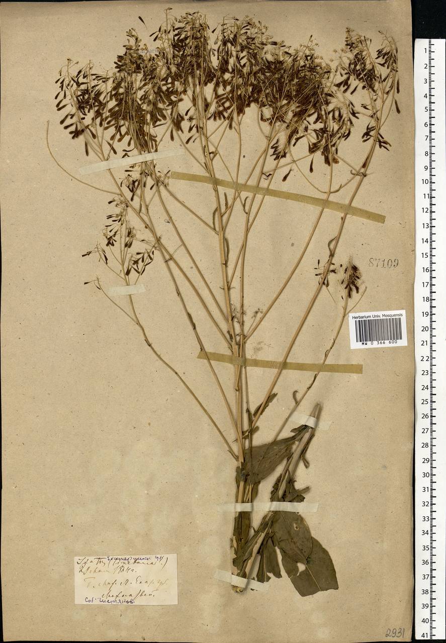 Isatis tinctoria L., Eastern Europe, South Ukrainian region (E12) (Ukraine)