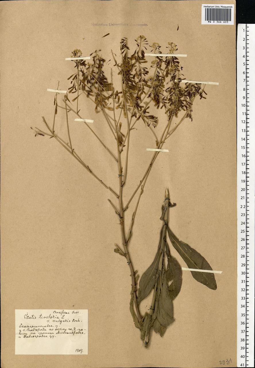 Isatis tinctoria L., Eastern Europe, South Ukrainian region (E12) (Ukraine)