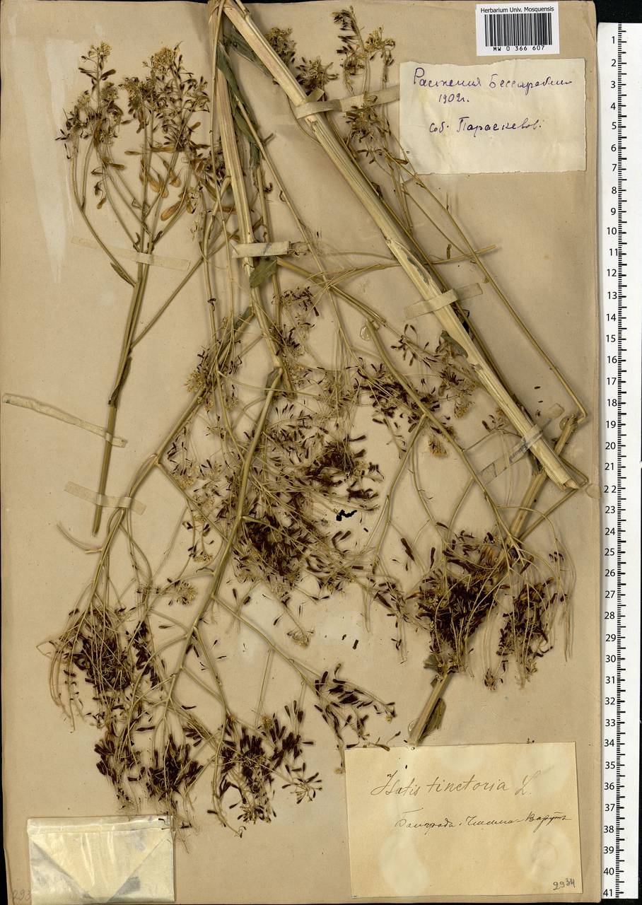 Isatis tinctoria L., Eastern Europe, South Ukrainian region (E12) (Ukraine)