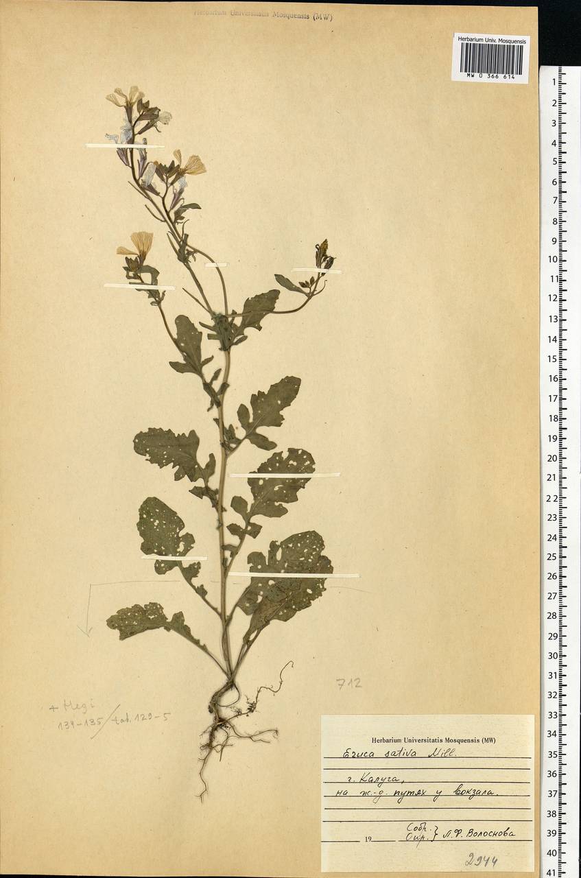 Eruca vesicaria subsp. sativa (Mill.) Thell., Eastern Europe, Central region (E4) (Russia)