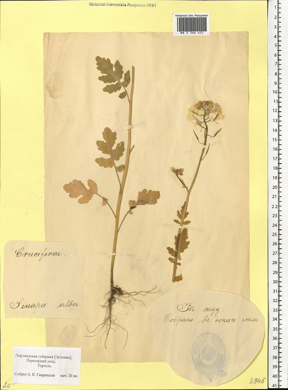 Sinapis alba L., Eastern Europe, Estonia (E2c) (Estonia)
