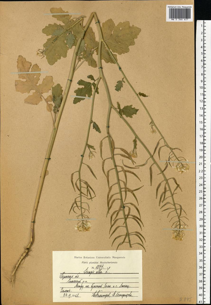 Sinapis alba L., Eastern Europe, Central region (E4) (Russia)