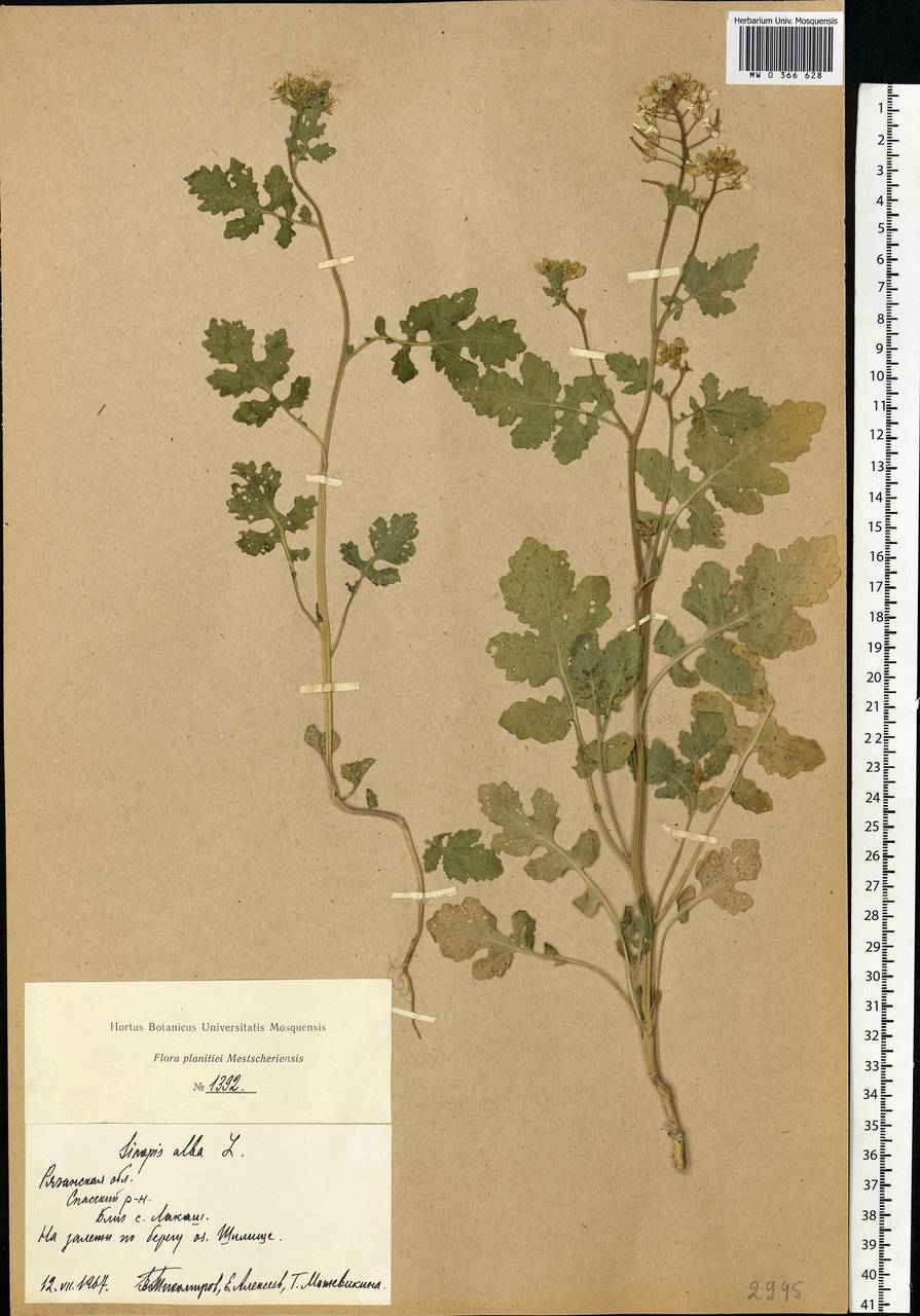 Sinapis alba L., Eastern Europe, Central region (E4) (Russia)