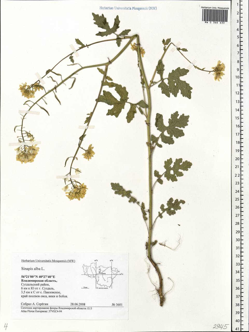 Sinapis alba L., Eastern Europe, Central region (E4) (Russia)