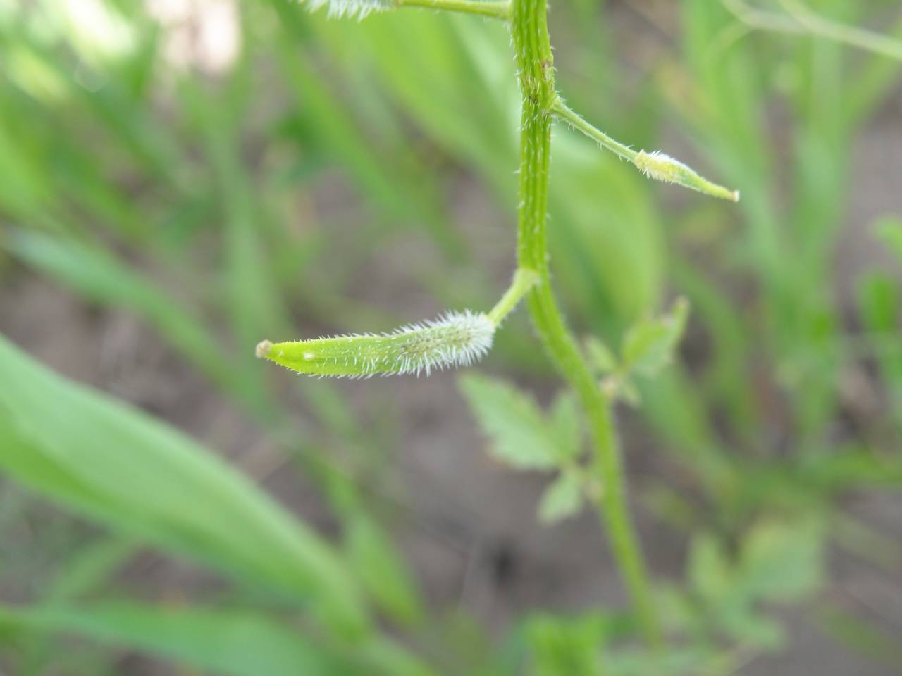 Sinapis alba L., Eastern Europe, Central region (E4) (Russia)