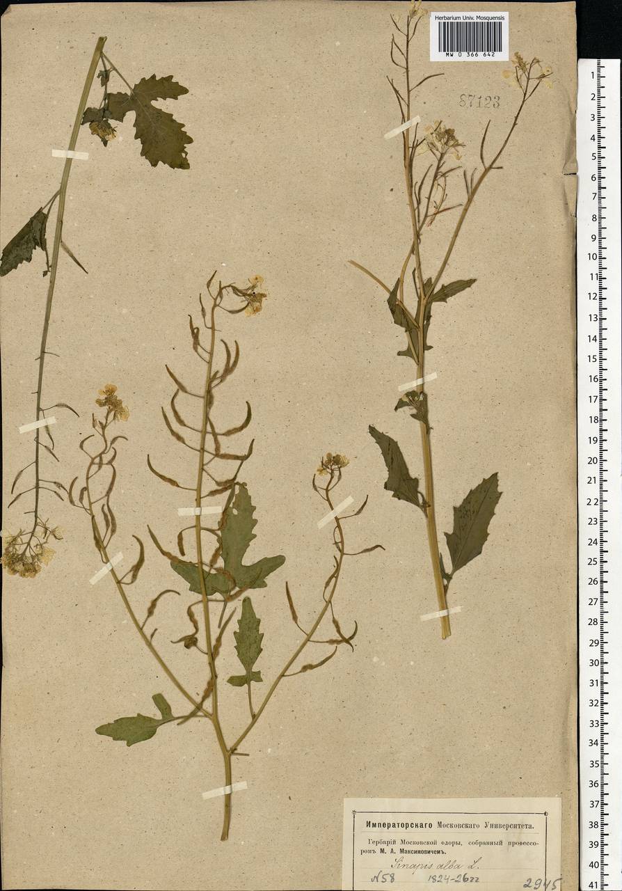 Sinapis alba L., Eastern Europe, Moscow region (E4a) (Russia)