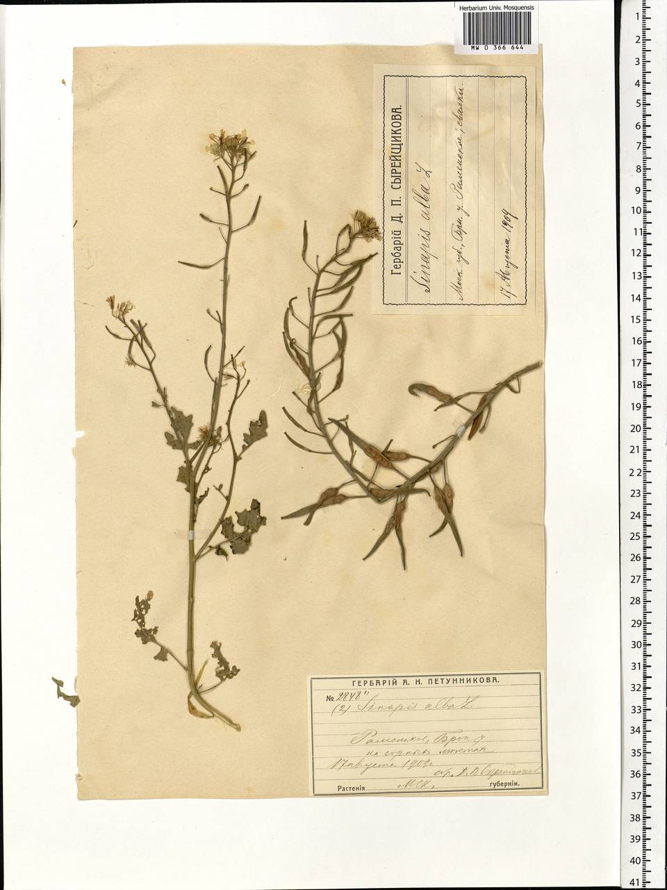 Sinapis alba L., Eastern Europe, Moscow region (E4a) (Russia)
