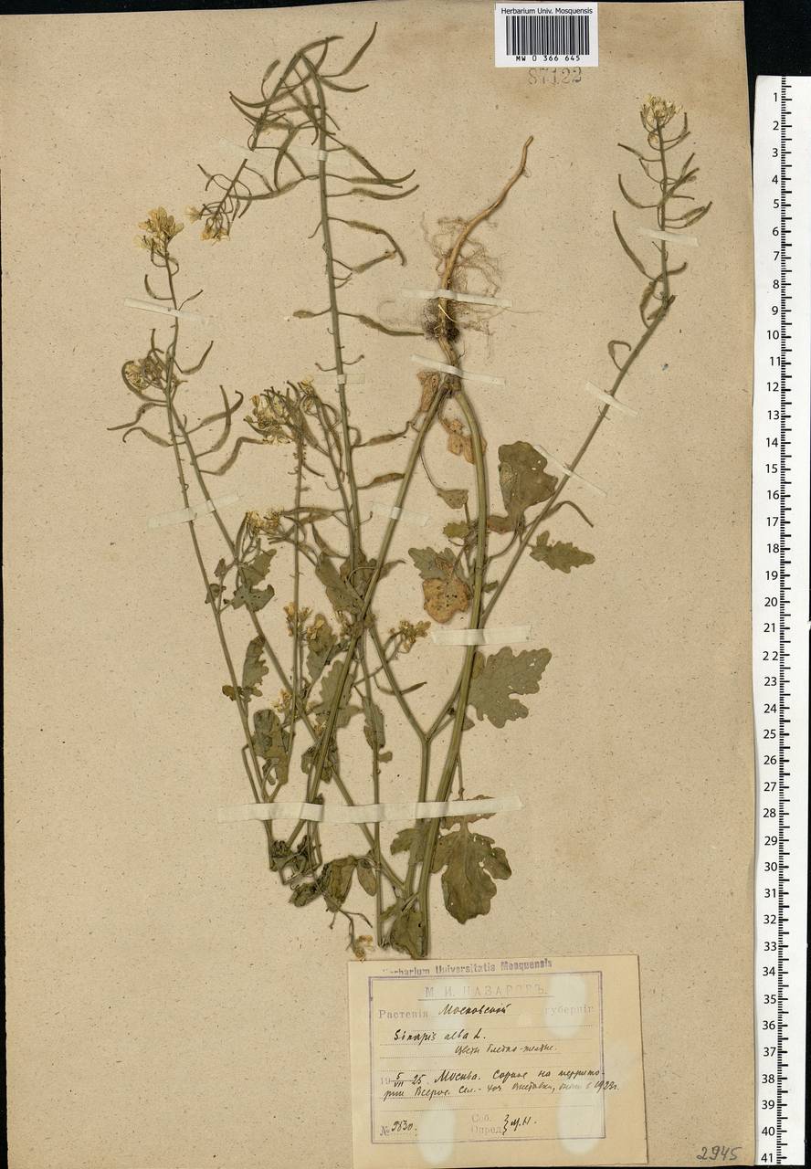 Sinapis alba L., Eastern Europe, Moscow region (E4a) (Russia)