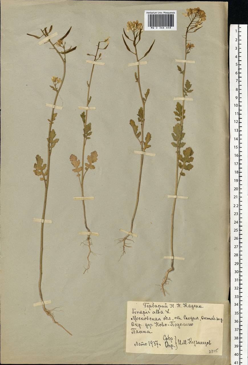 Sinapis alba L., Eastern Europe, Moscow region (E4a) (Russia)