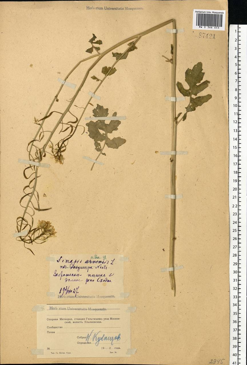 Sinapis alba L., Eastern Europe, Moscow region (E4a) (Russia)