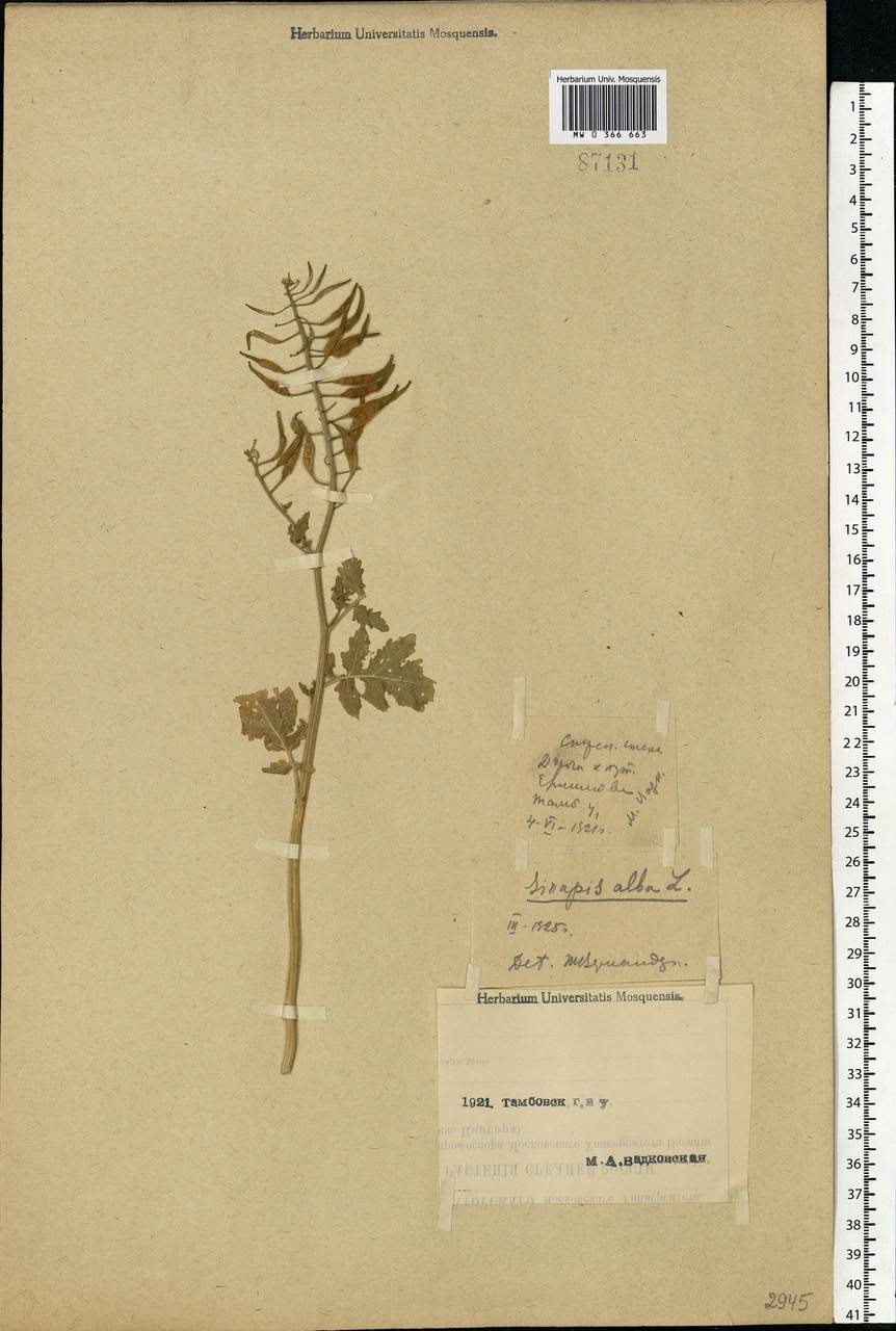 Sinapis alba L., Eastern Europe, Central forest-and-steppe region (E6) (Russia)
