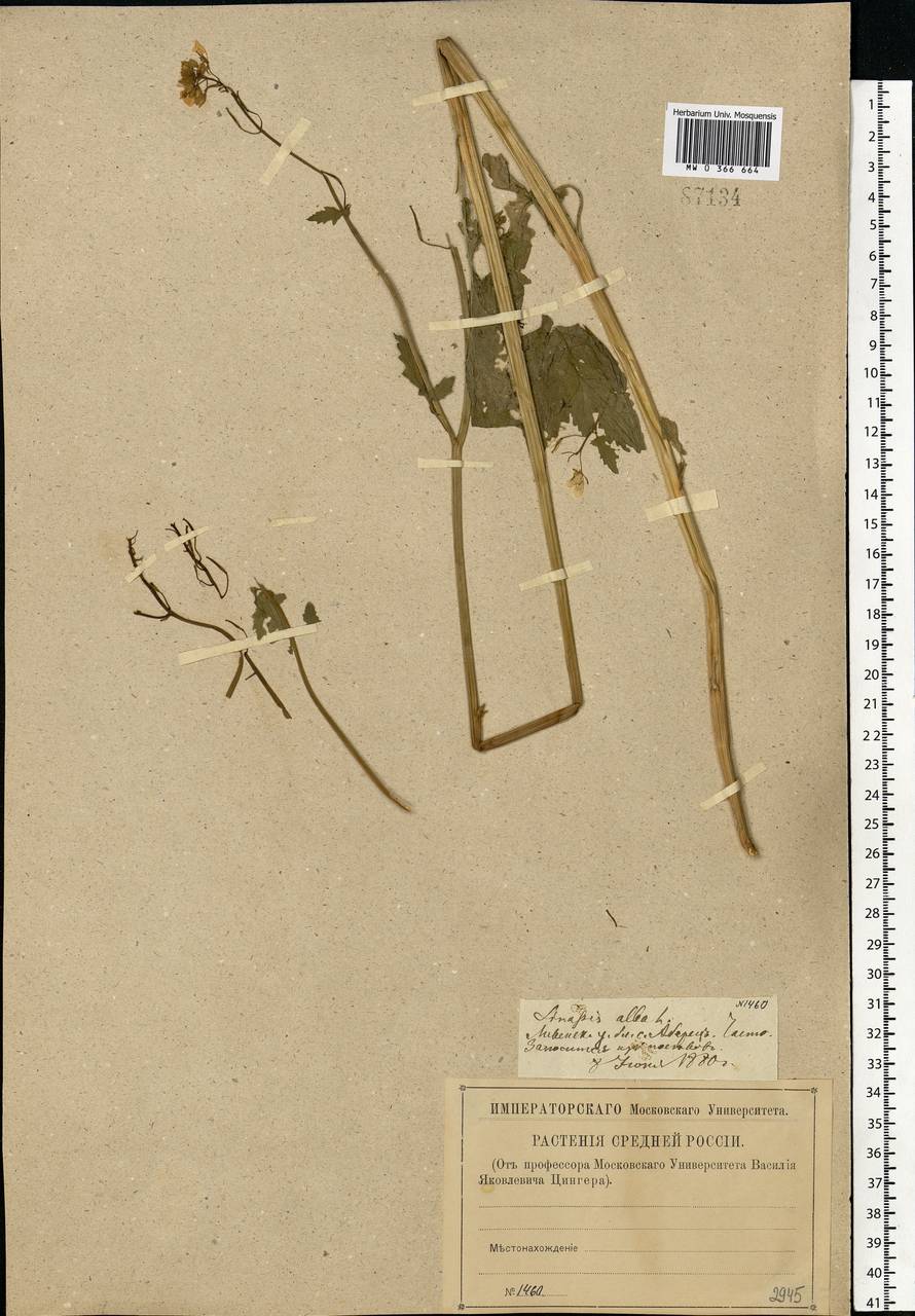 Sinapis alba L., Eastern Europe, Central forest-and-steppe region (E6) (Russia)