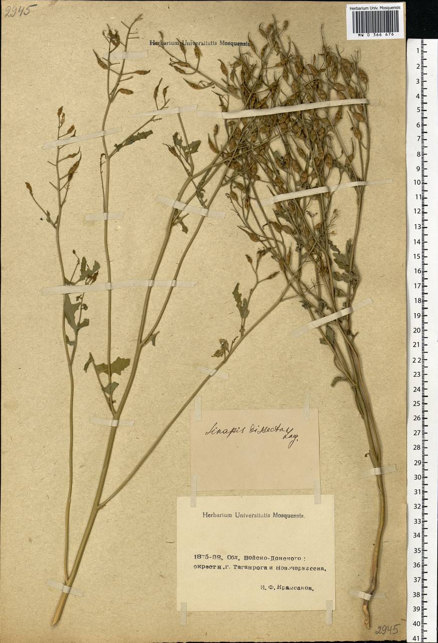 Sinapis alba L., Eastern Europe, Rostov Oblast (E12a) (Russia)