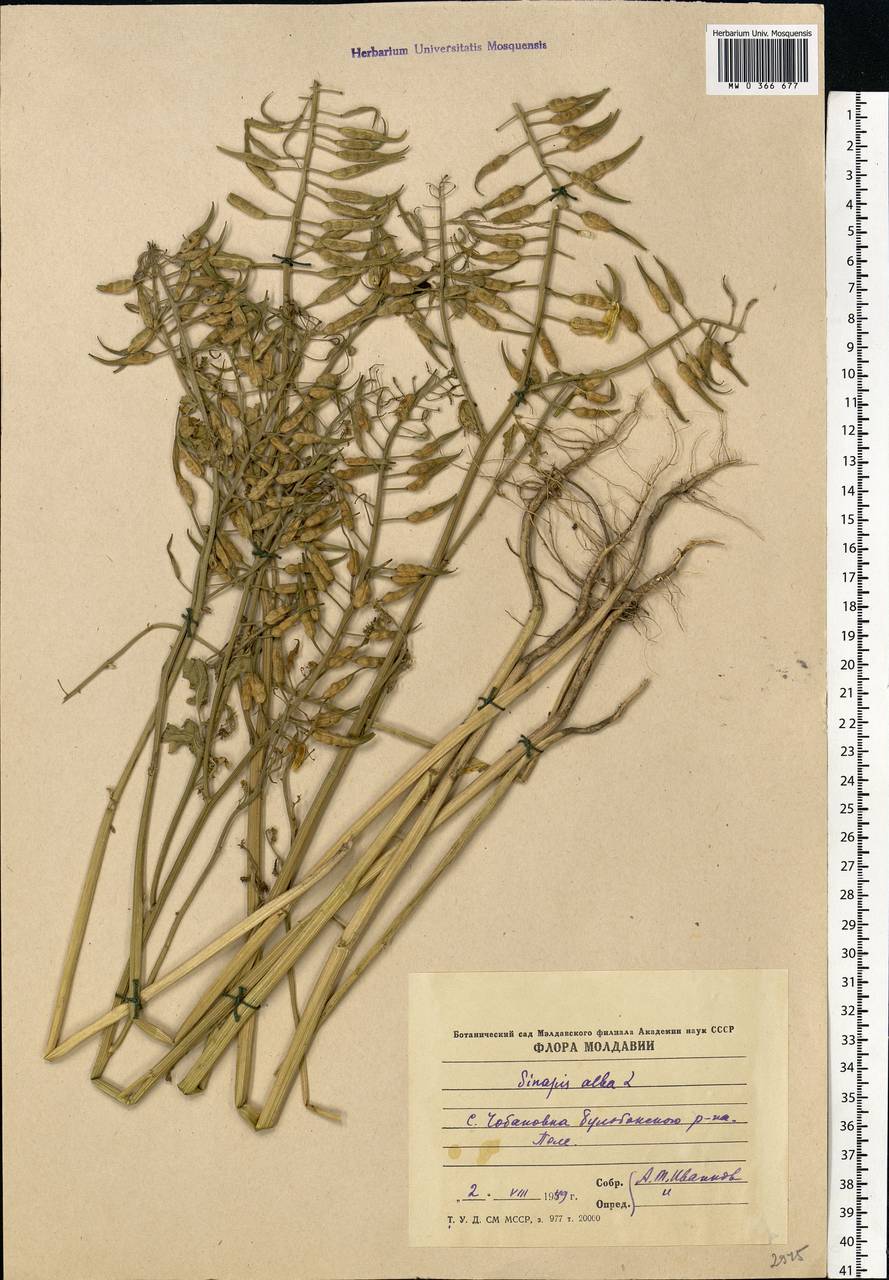 Sinapis alba L., Eastern Europe, Moldova (E13a) (Moldova)