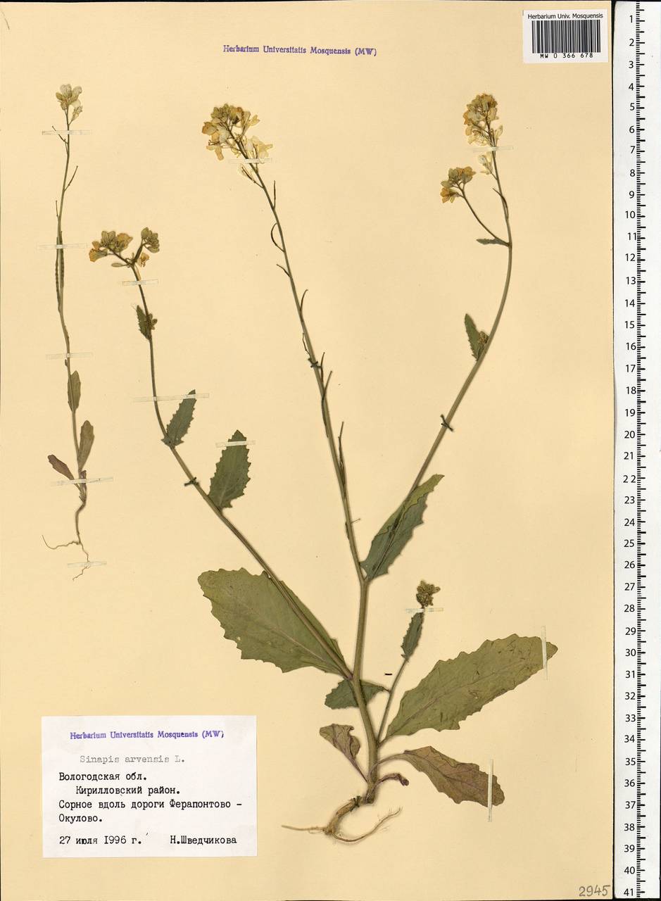 Sinapis arvensis L., Eastern Europe, Northern region (E1) (Russia)