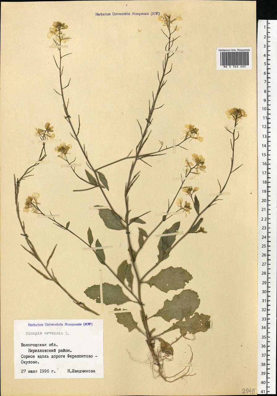Sinapis arvensis L., Eastern Europe, Northern region (E1) (Russia)