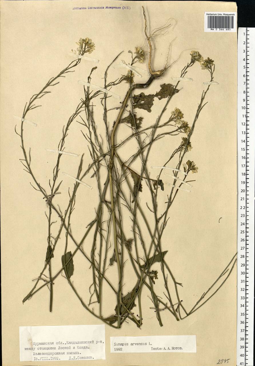 Rhamphospermum arvense (L.) Andrz. ex Besser, Eastern Europe, Northern region (E1) (Russia)