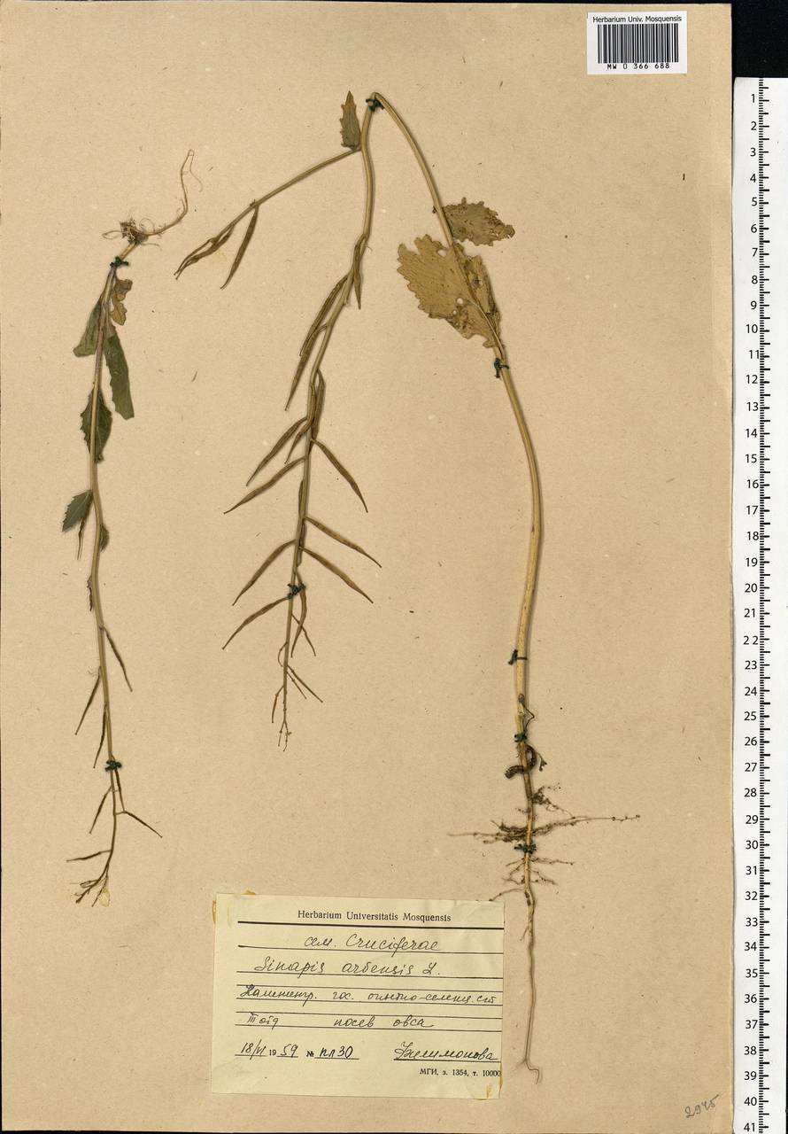 Rhamphospermum arvense (L.) Andrz. ex Besser, Eastern Europe, North-Western region (E2) (Russia)