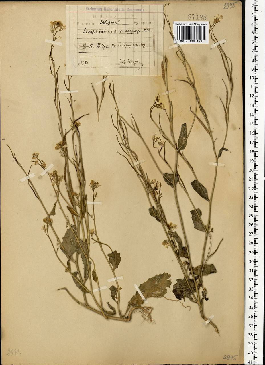 Rhamphospermum arvense (L.) Andrz. ex Besser, Eastern Europe, North-Western region (E2) (Russia)