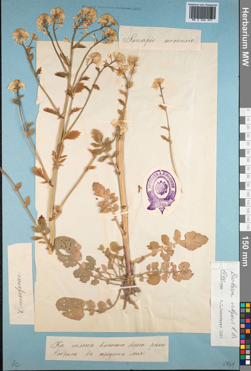 Barbarea vulgaris W.T.Aiton, Eastern Europe, Estonia (E2c) (Estonia)