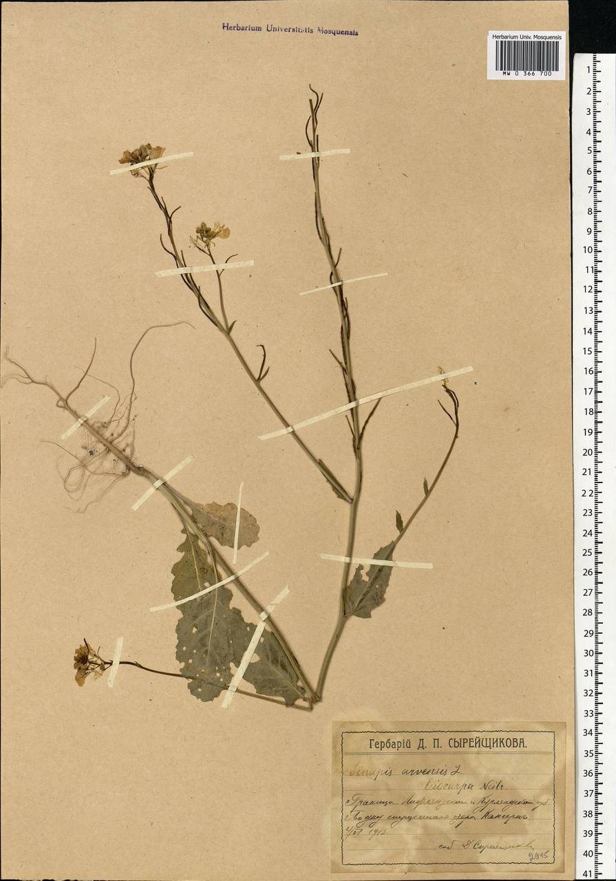 Sinapis arvensis L., Eastern Europe, Latvia (E2b) (Latvia)