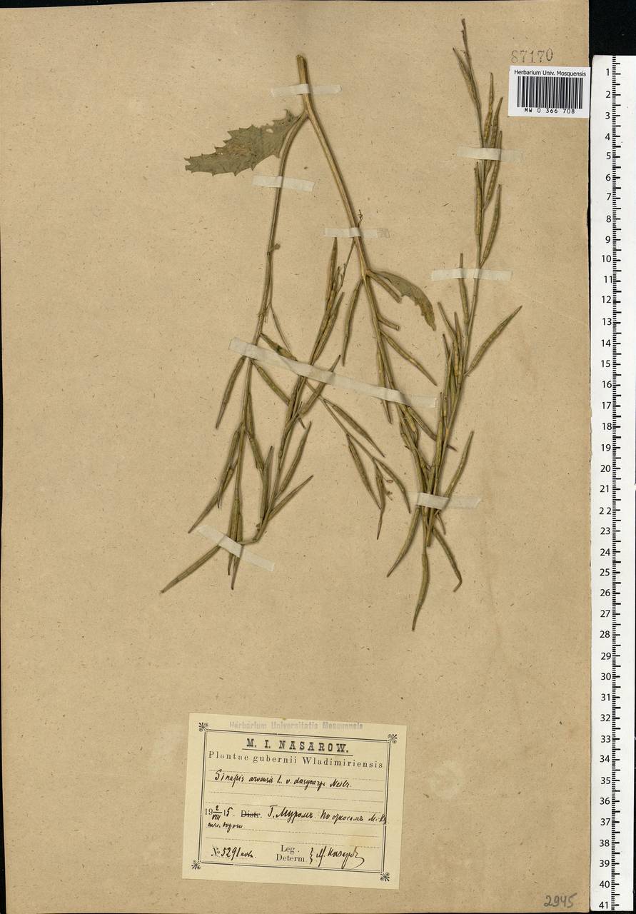 Rhamphospermum arvense (L.) Andrz. ex Besser, Eastern Europe, Central region (E4) (Russia)