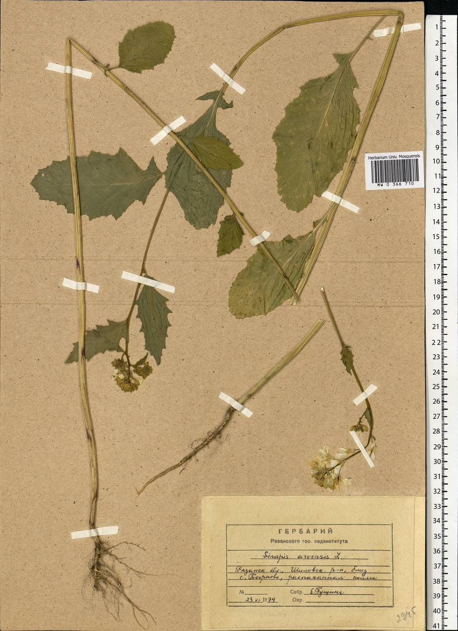 Rhamphospermum arvense (L.) Andrz. ex Besser, Eastern Europe, Central region (E4) (Russia)