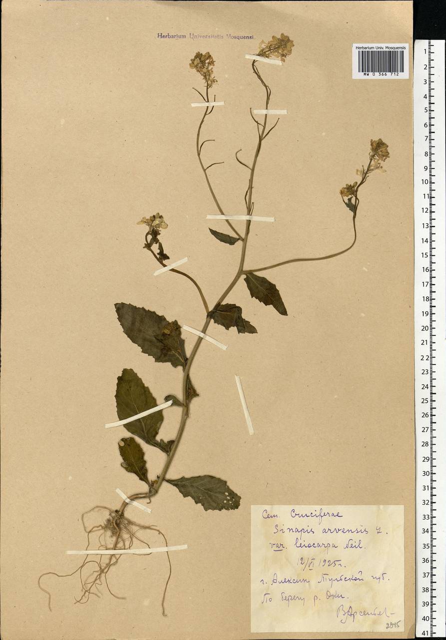 Rhamphospermum arvense (L.) Andrz. ex Besser, Eastern Europe, Central region (E4) (Russia)