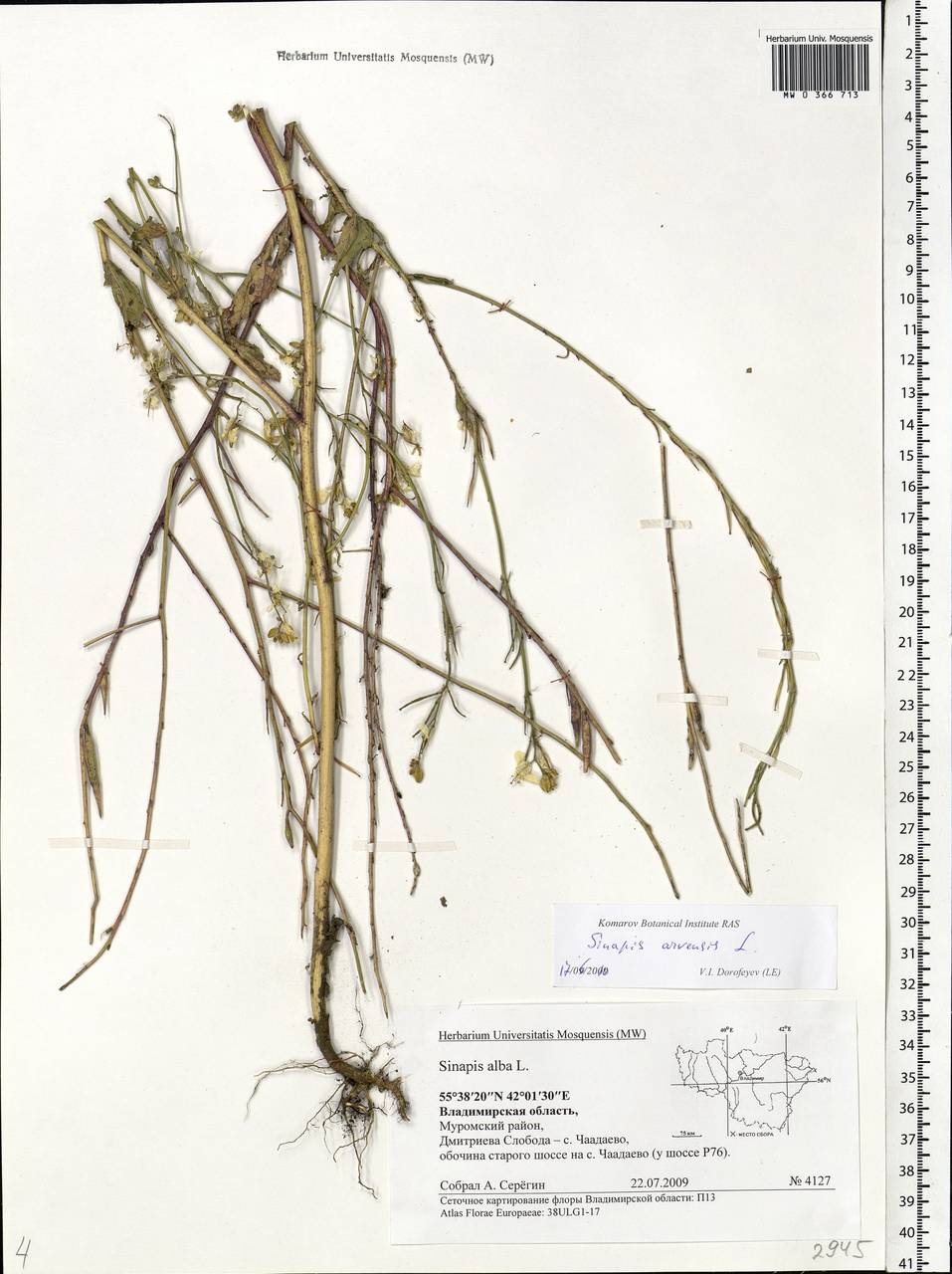 Rhamphospermum arvense (L.) Andrz. ex Besser, Eastern Europe, Central region (E4) (Russia)