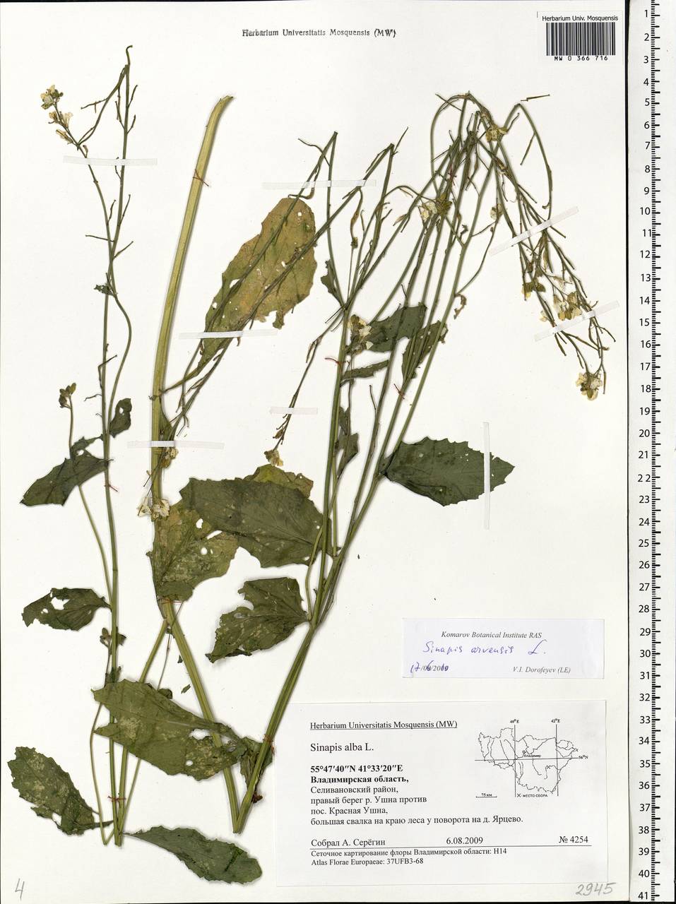 Rhamphospermum arvense (L.) Andrz. ex Besser, Eastern Europe, Central region (E4) (Russia)