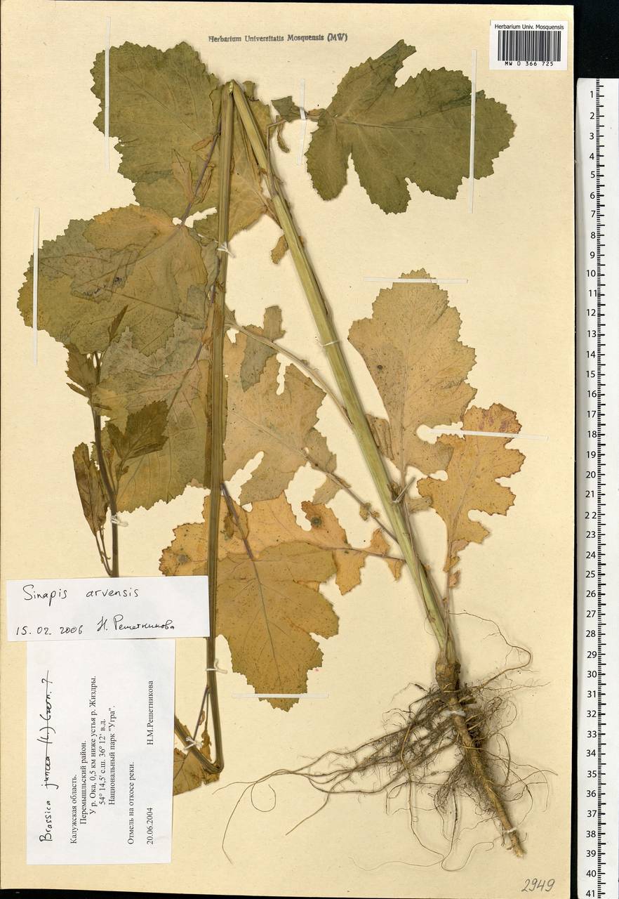 Rhamphospermum arvense (L.) Andrz. ex Besser, Eastern Europe, Central region (E4) (Russia)
