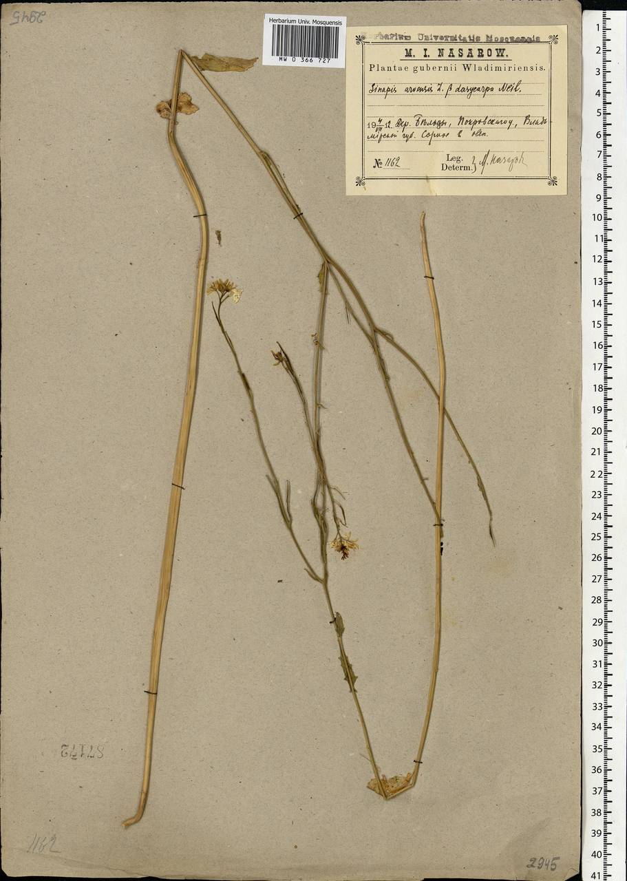 Rhamphospermum arvense (L.) Andrz. ex Besser, Eastern Europe, Central region (E4) (Russia)