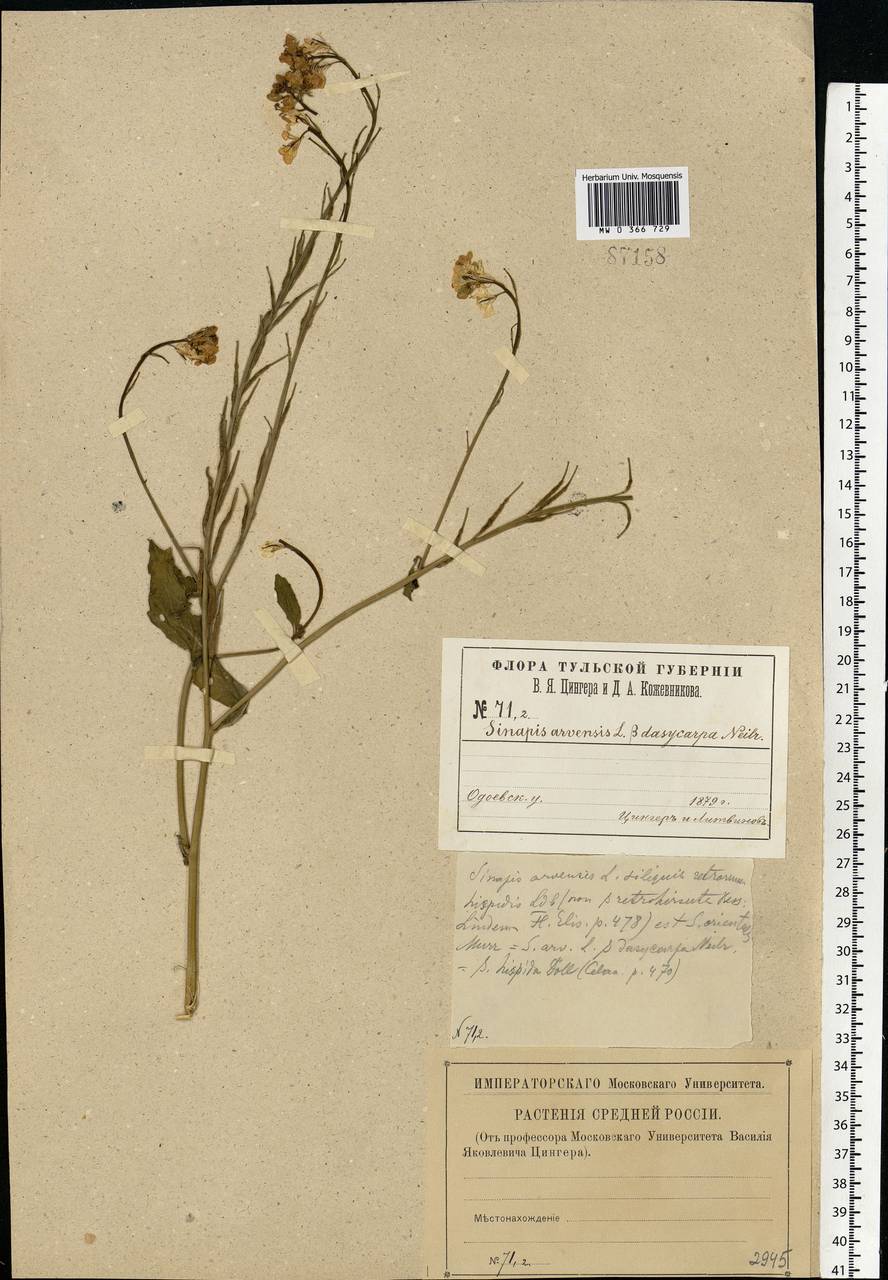 Rhamphospermum arvense (L.) Andrz. ex Besser, Eastern Europe, Central region (E4) (Russia)