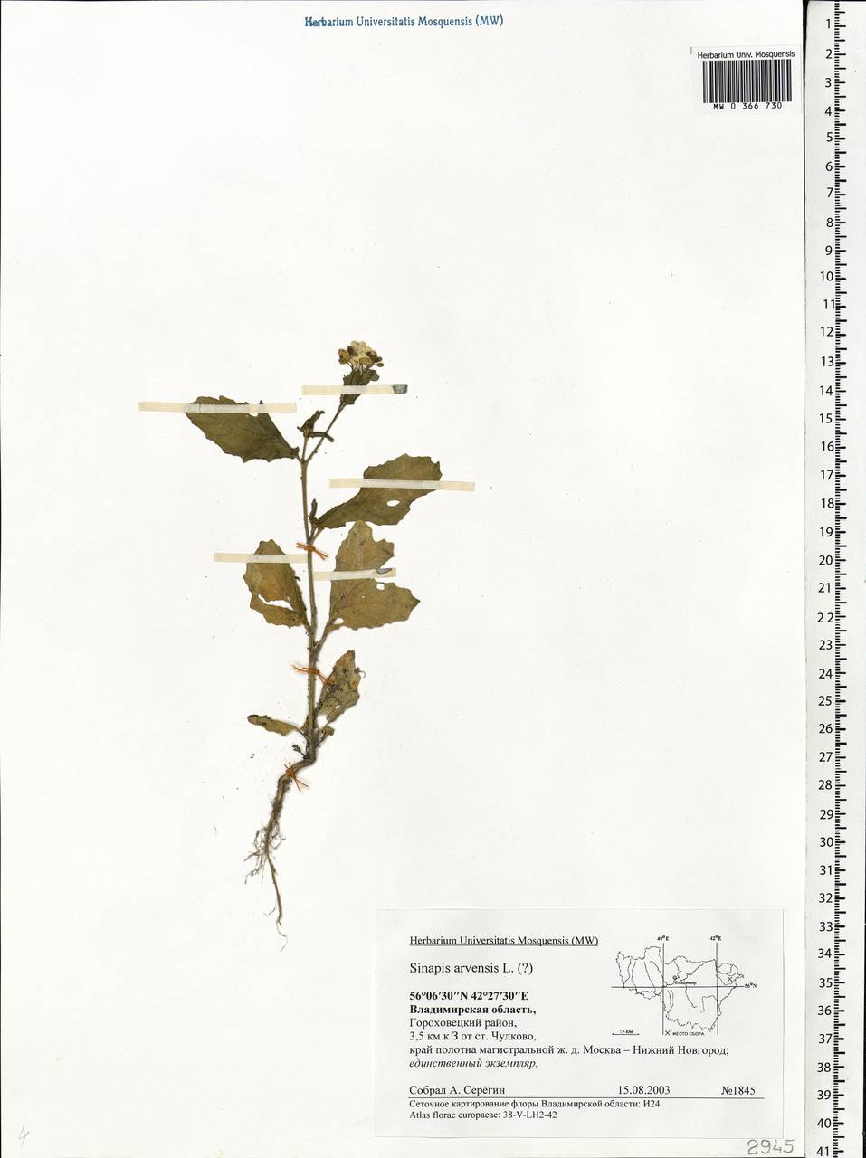 Rhamphospermum arvense (L.) Andrz. ex Besser, Eastern Europe, Central region (E4) (Russia)