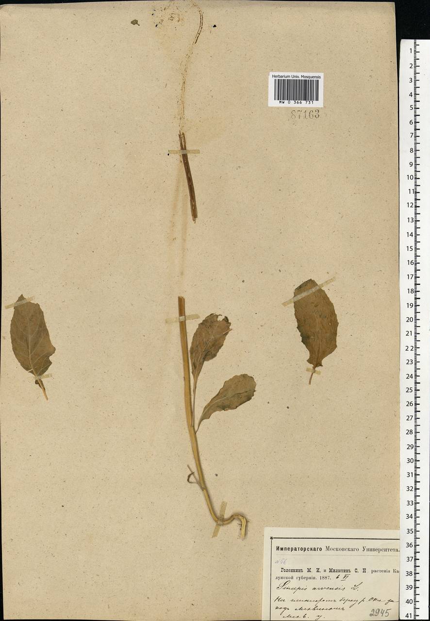 Rhamphospermum arvense (L.) Andrz. ex Besser, Eastern Europe, Central region (E4) (Russia)