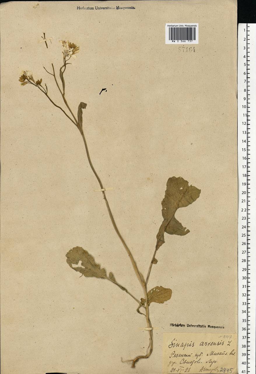 Rhamphospermum arvense (L.) Andrz. ex Besser, Eastern Europe, Central region (E4) (Russia)