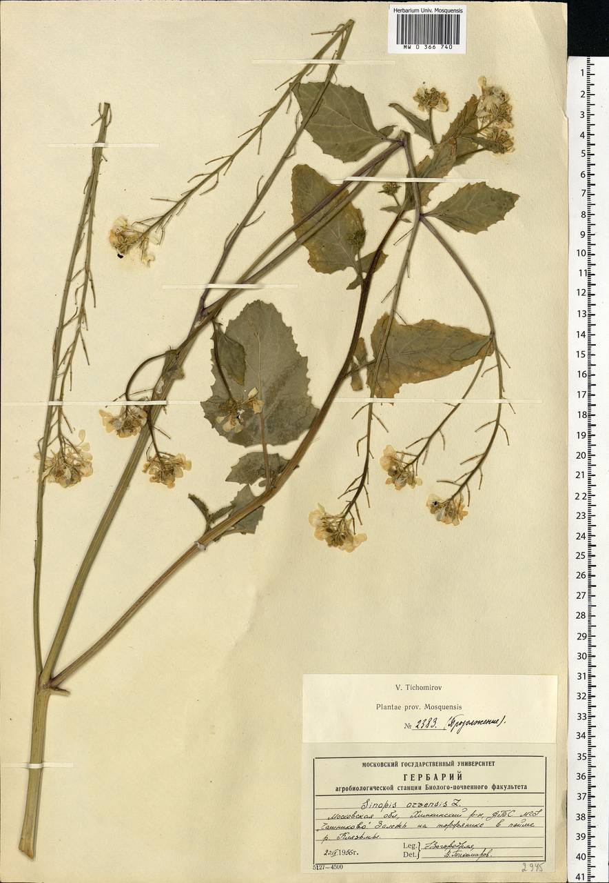 Rhamphospermum arvense (L.) Andrz. ex Besser, Eastern Europe, Moscow region (E4a) (Russia)