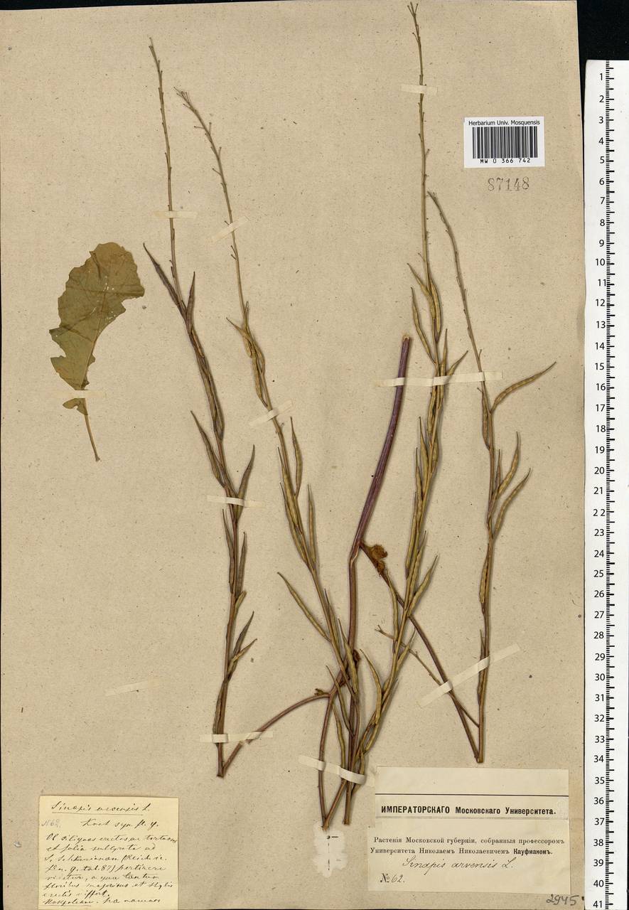 Rhamphospermum arvense (L.) Andrz. ex Besser, Eastern Europe, Moscow region (E4a) (Russia)