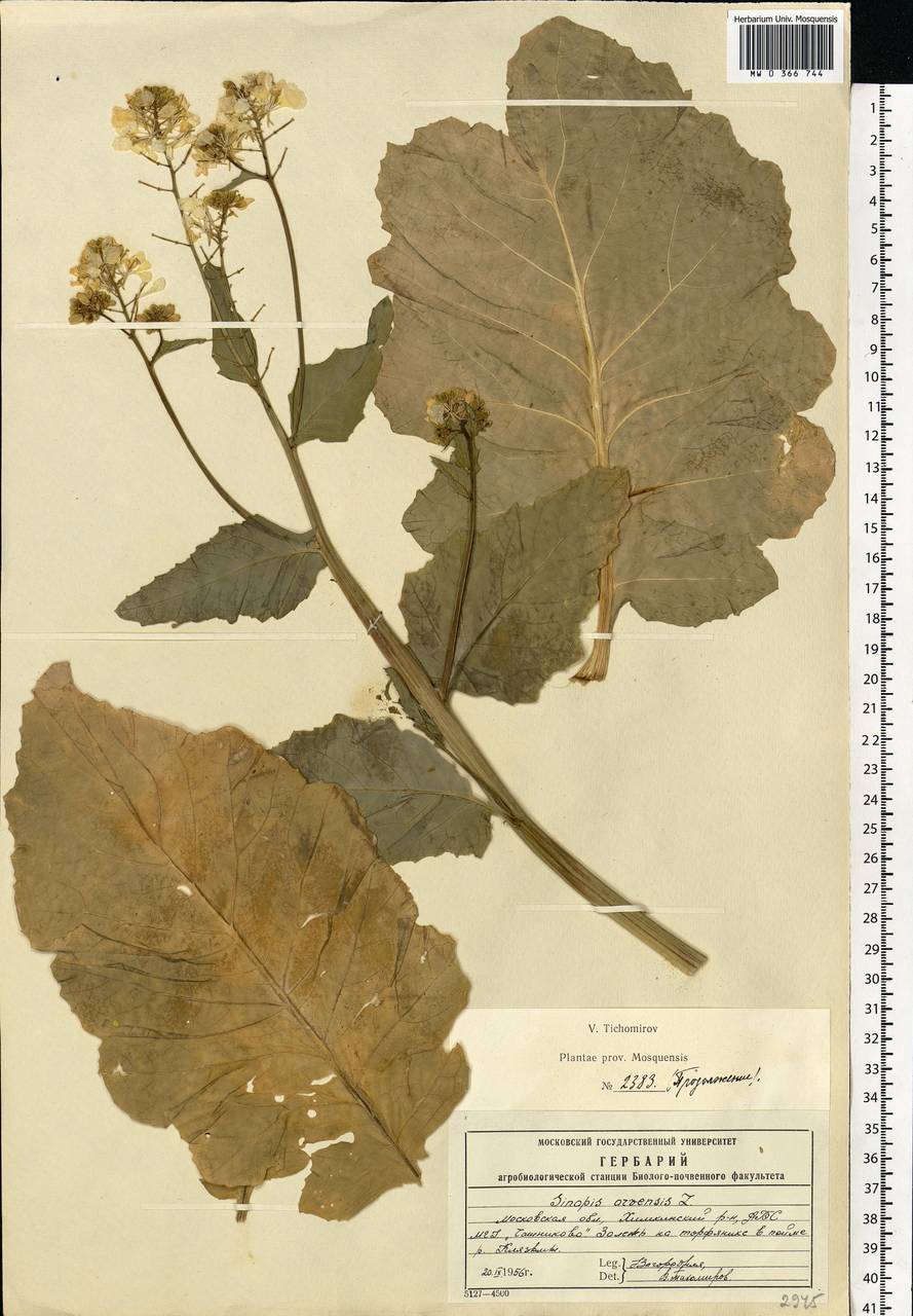 Rhamphospermum arvense (L.) Andrz. ex Besser, Eastern Europe, Moscow region (E4a) (Russia)