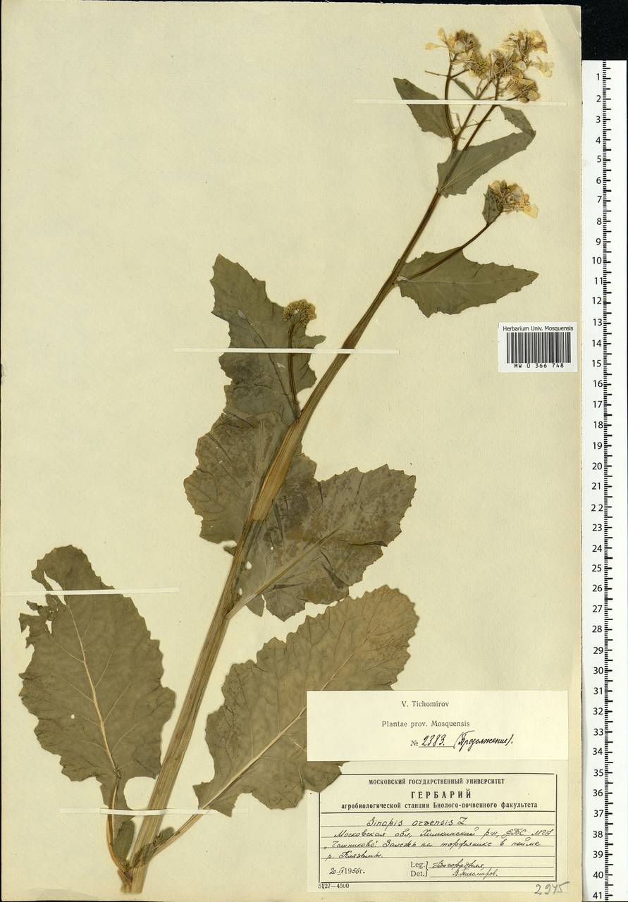 Rhamphospermum arvense (L.) Andrz. ex Besser, Eastern Europe, Moscow region (E4a) (Russia)