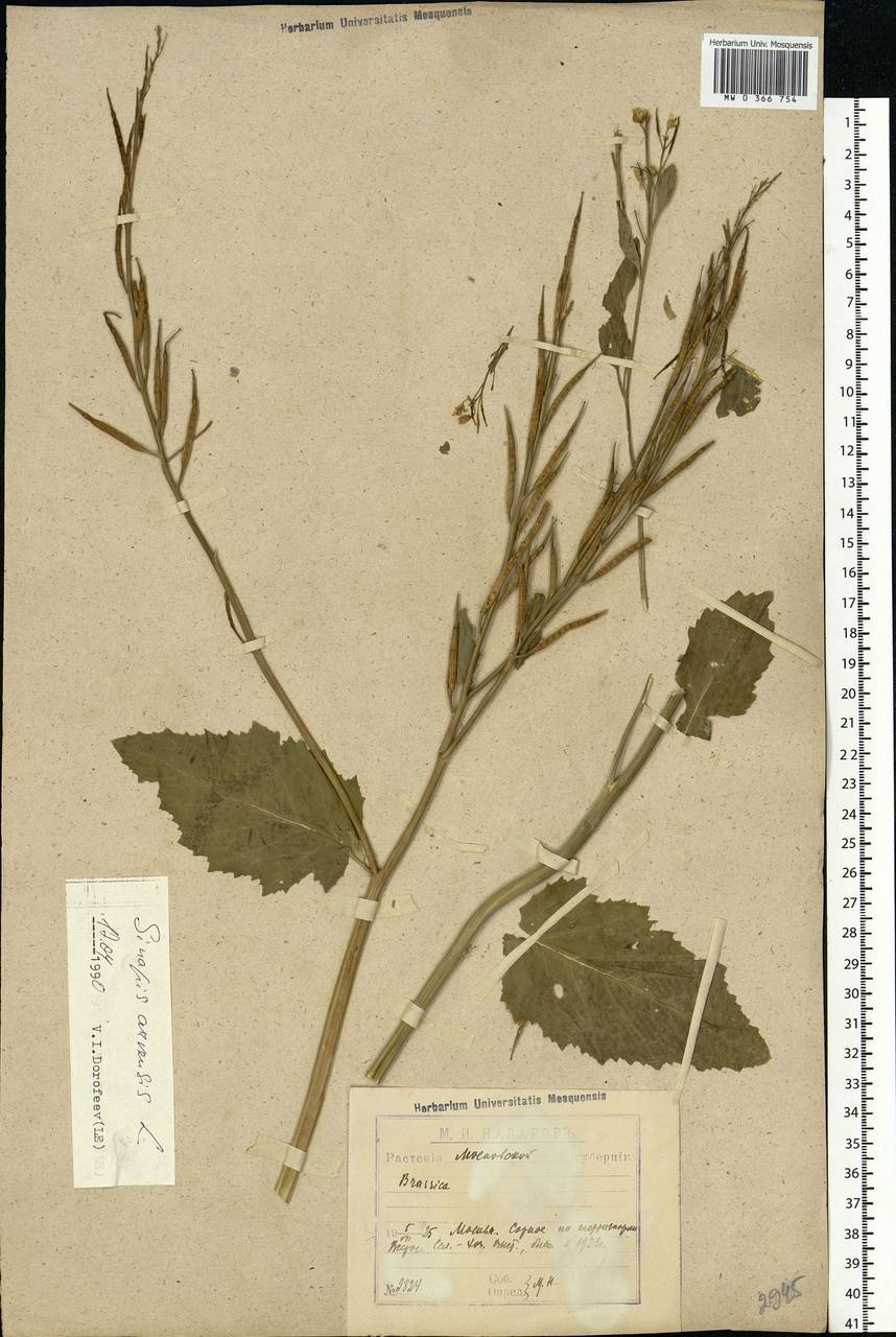 Rhamphospermum arvense (L.) Andrz. ex Besser, Eastern Europe, Moscow region (E4a) (Russia)