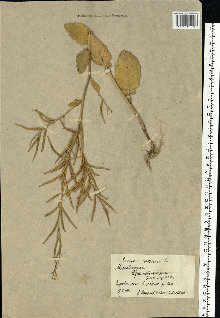Rhamphospermum arvense (L.) Andrz. ex Besser, Eastern Europe, Moscow region (E4a) (Russia)
