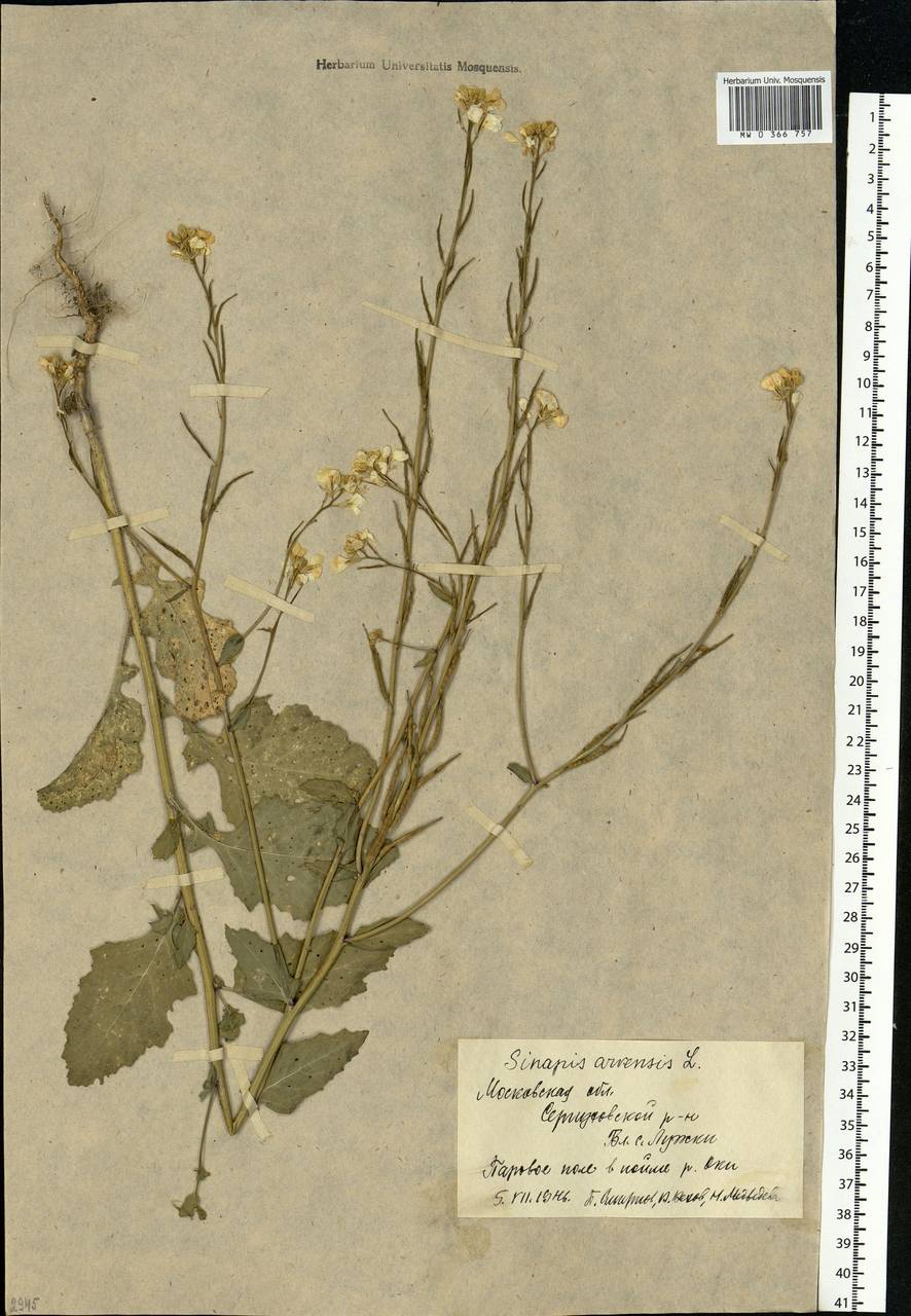 Rhamphospermum arvense (L.) Andrz. ex Besser, Eastern Europe, Moscow region (E4a) (Russia)