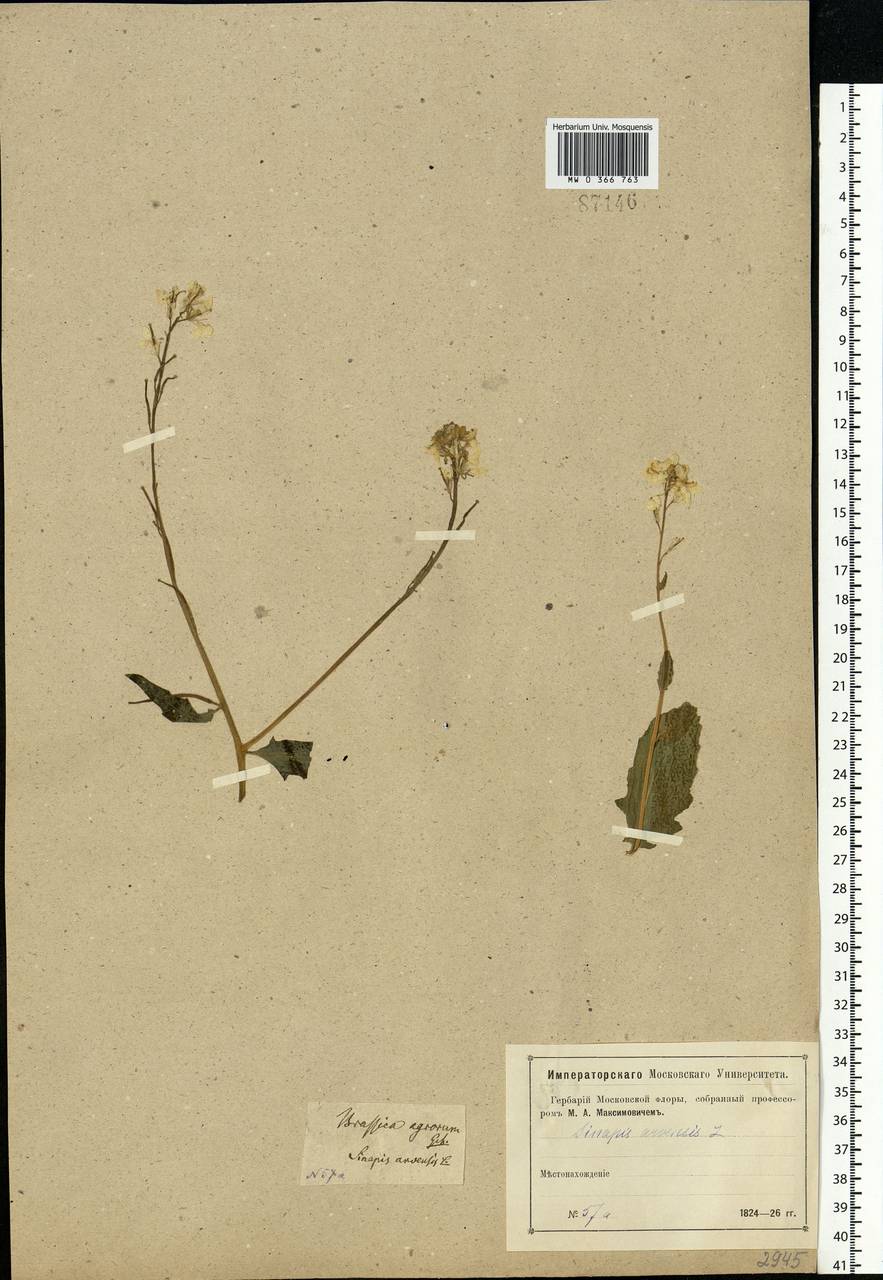 Rhamphospermum arvense (L.) Andrz. ex Besser, Eastern Europe, Moscow region (E4a) (Russia)