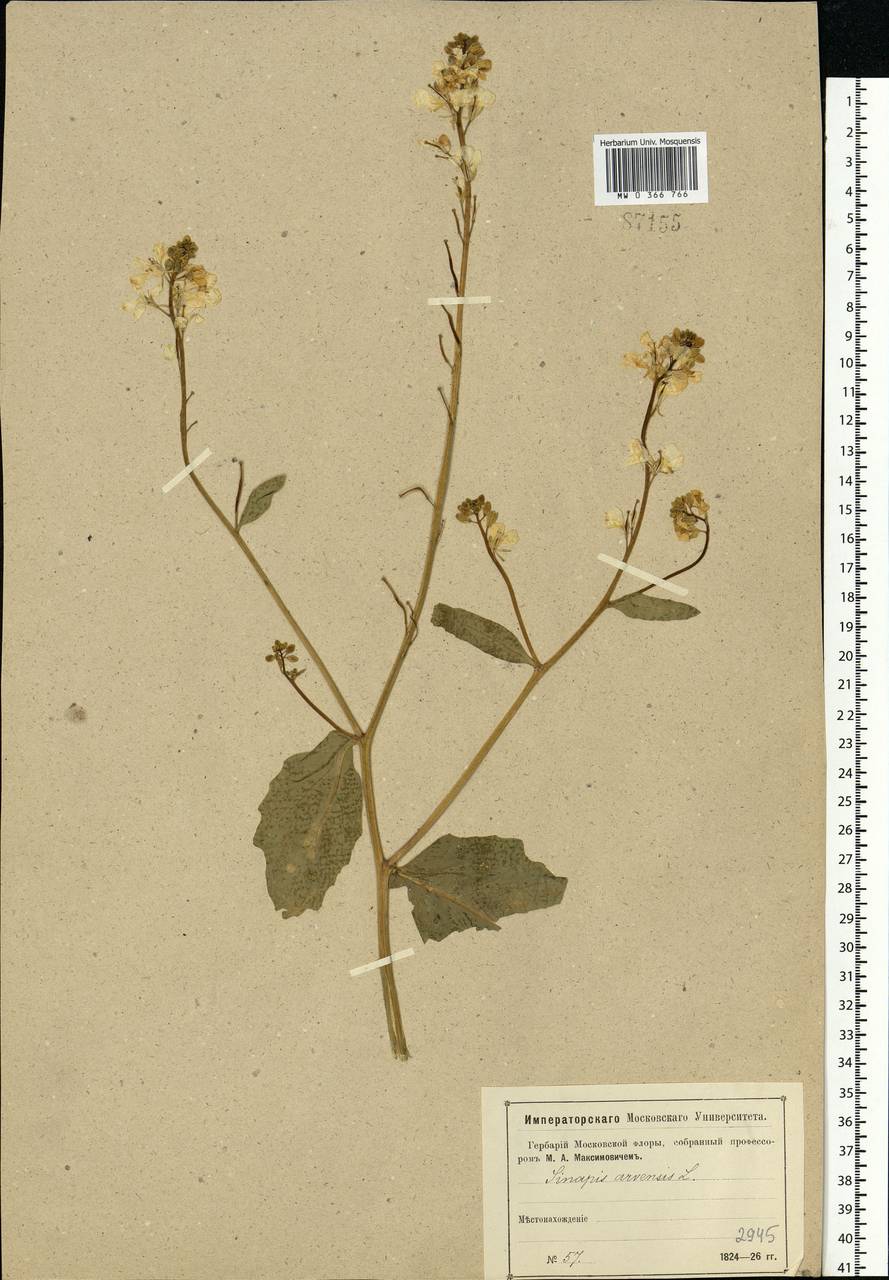 Rhamphospermum arvense (L.) Andrz. ex Besser, Eastern Europe, Moscow region (E4a) (Russia)
