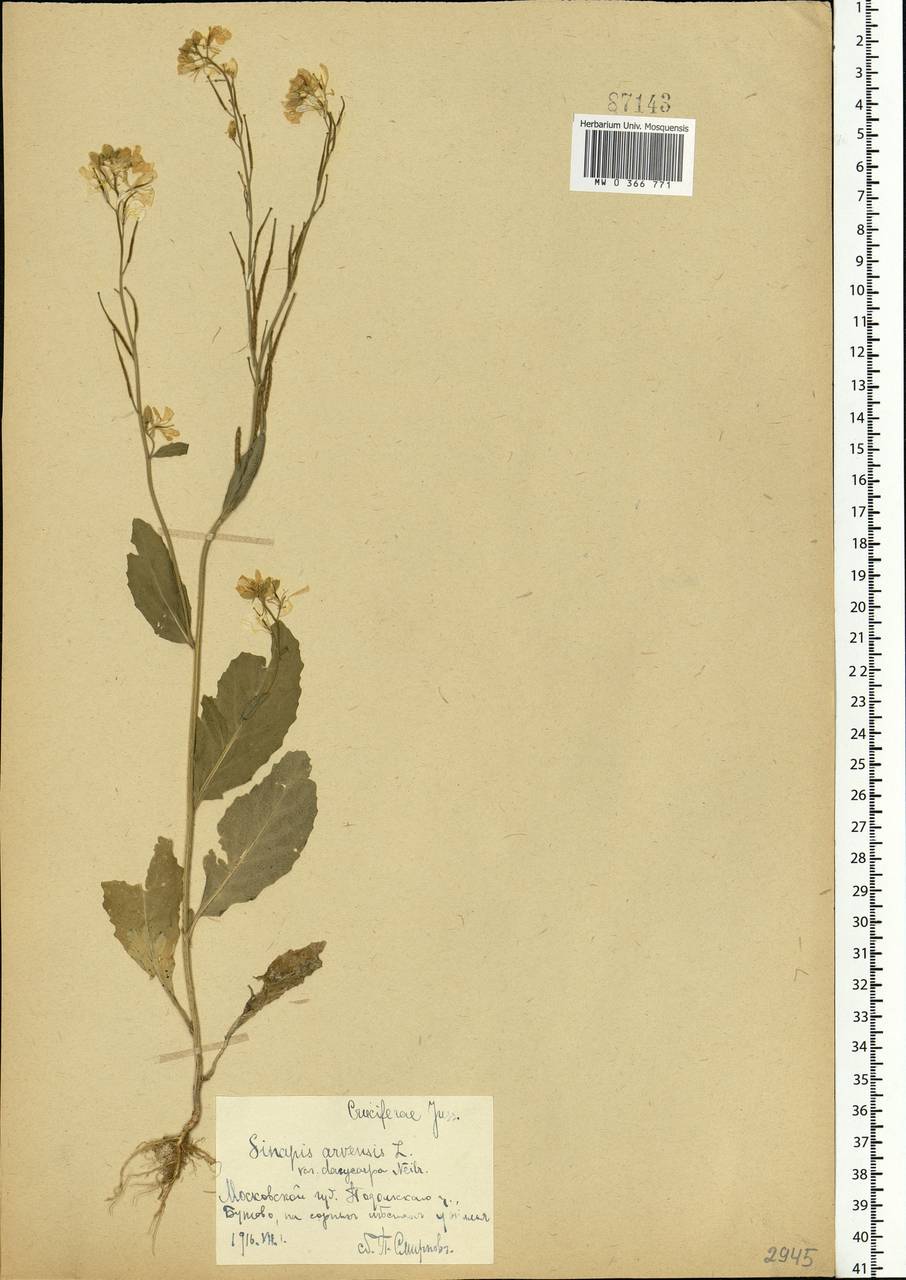Rhamphospermum arvense (L.) Andrz. ex Besser, Eastern Europe, Moscow region (E4a) (Russia)