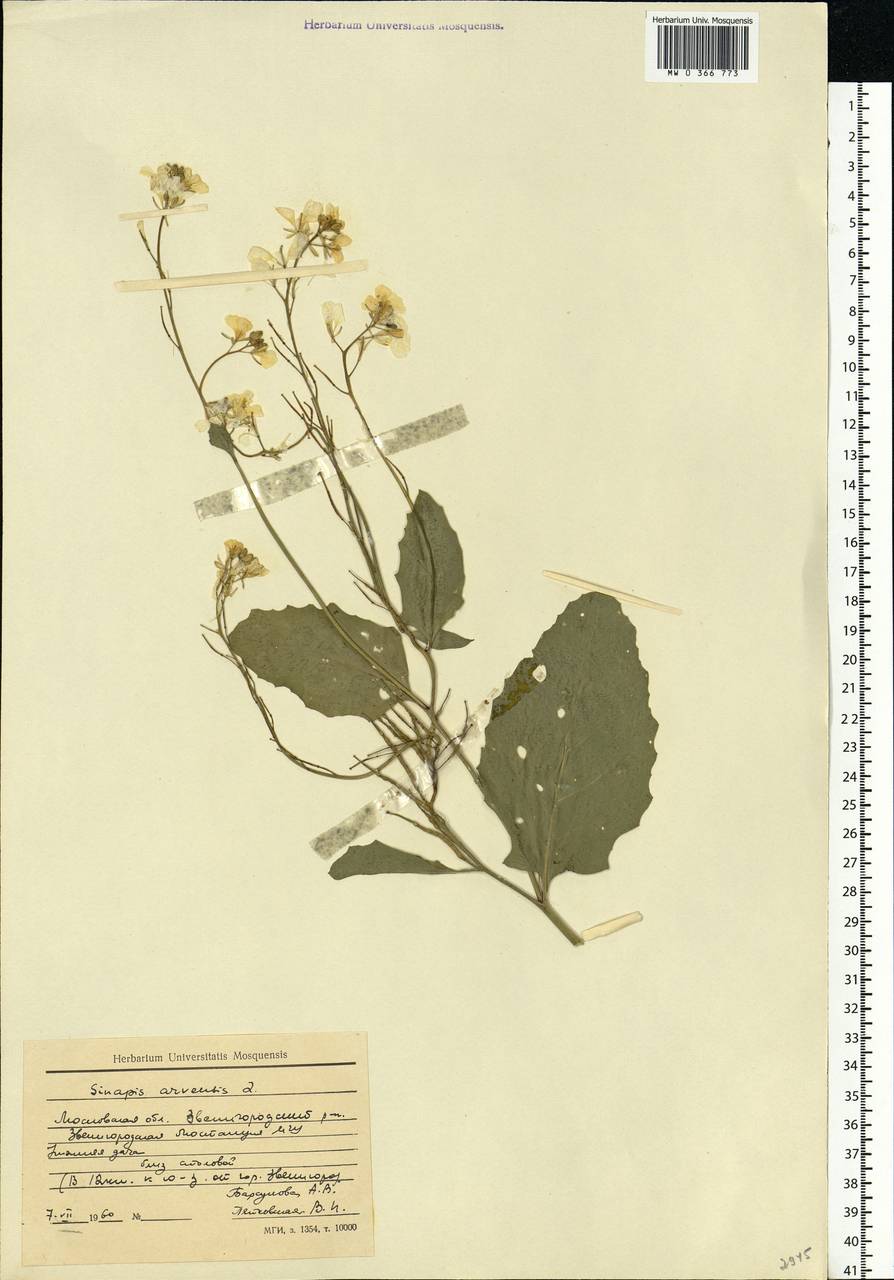 Rhamphospermum arvense (L.) Andrz. ex Besser, Eastern Europe, Moscow region (E4a) (Russia)