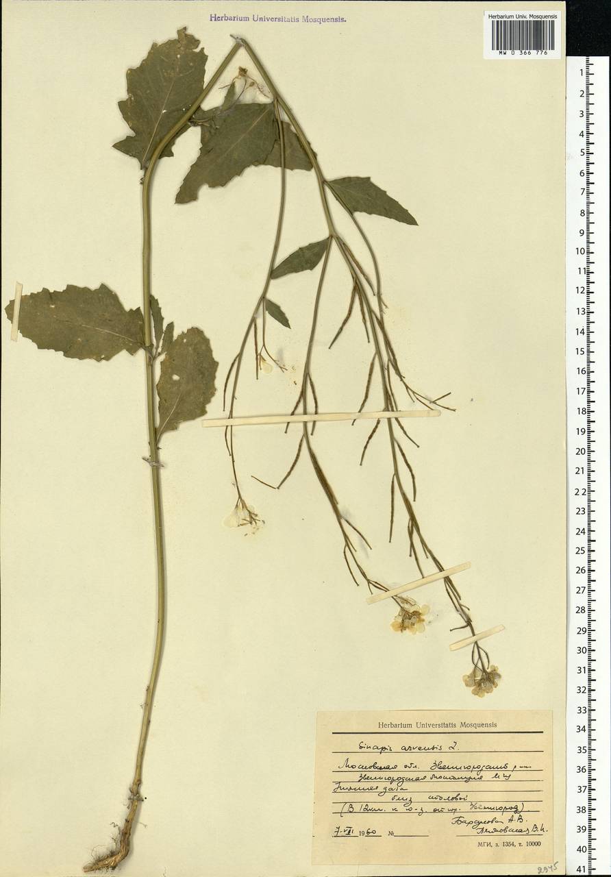 Rhamphospermum arvense (L.) Andrz. ex Besser, Eastern Europe, Moscow region (E4a) (Russia)