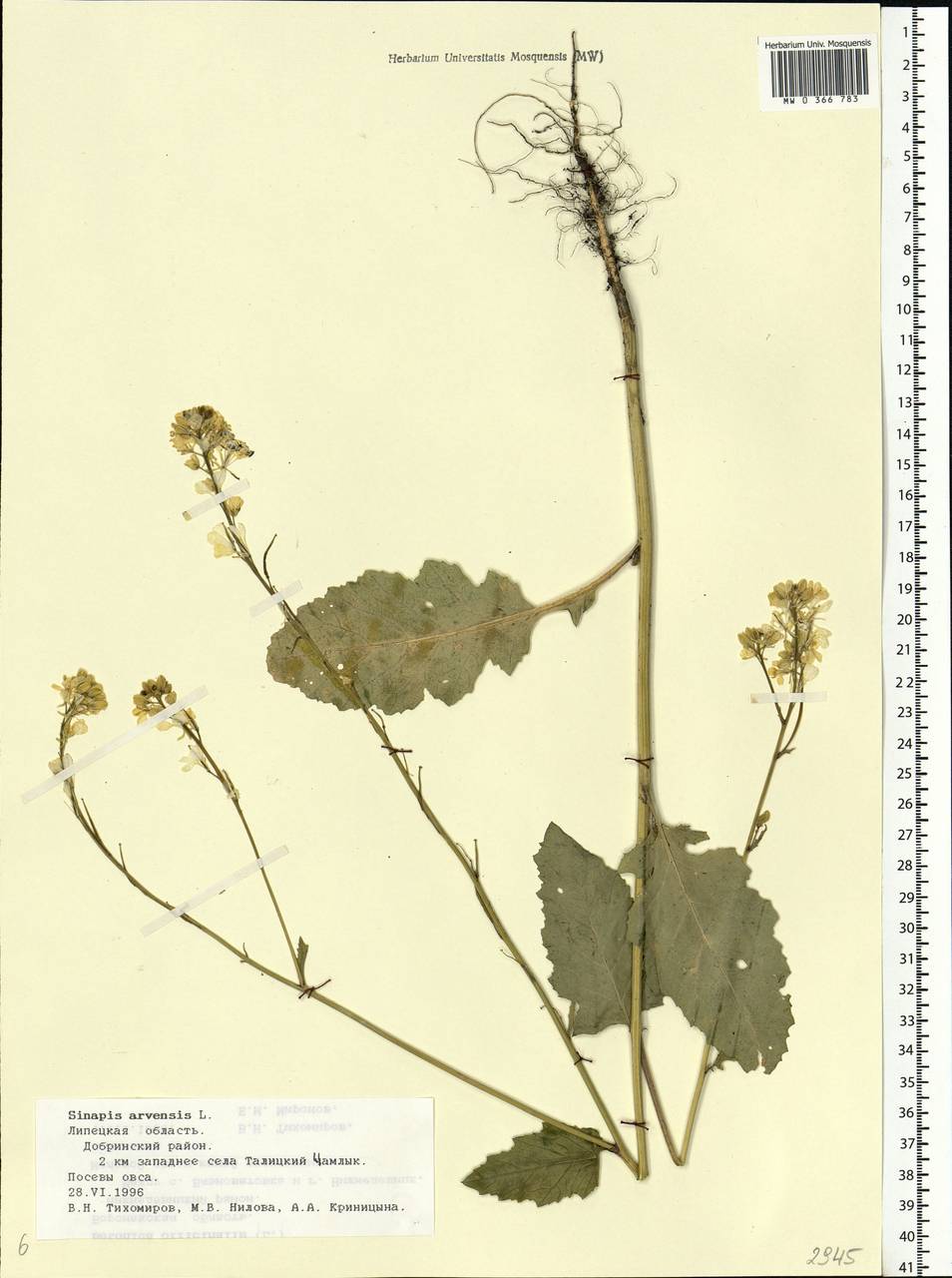 Sinapis arvensis L., Eastern Europe, Central forest-and-steppe region (E6) (Russia)